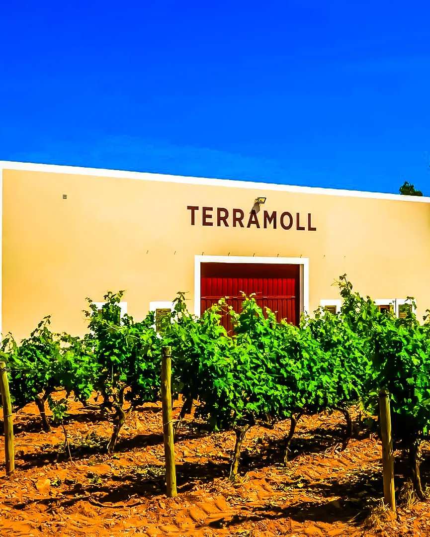 Viñedo en suelo arenoso frente a la bodega Terramoll en Formentera, bajo cielo despejado